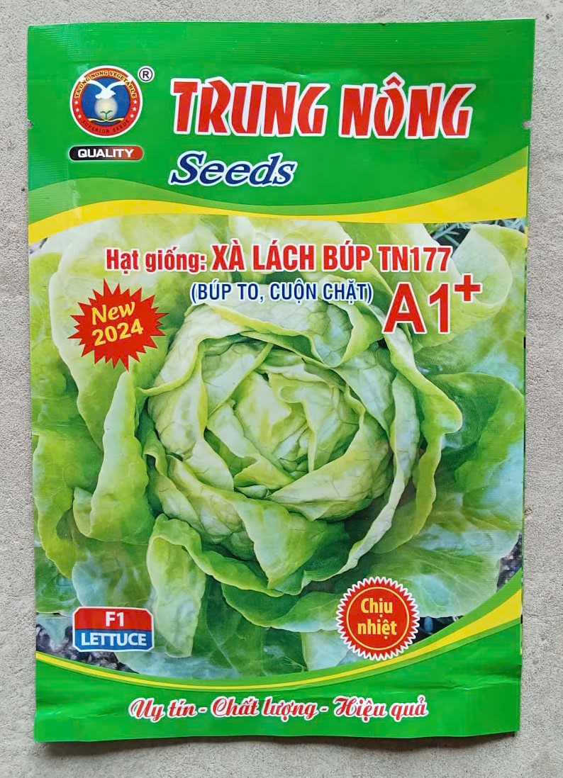 Xà Lách Búp TN177 A1+ - ( Rau Diếp ) Trung Nông Seeds