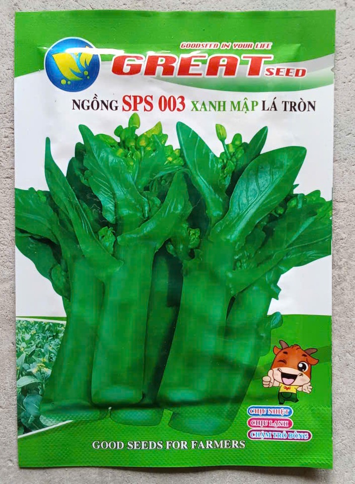 Ngồng SPS 003 xanh mập lá tròn - GREAT SEED